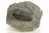 Prone Austerops Trilobite - Ofaten, Morocco #323590-5